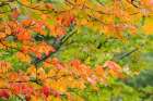 USA, Minnesota, Superior National Forest. Autumn colors in maple tree. Art Print